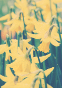 &Eacute;clat de jonquilles en plein printemps